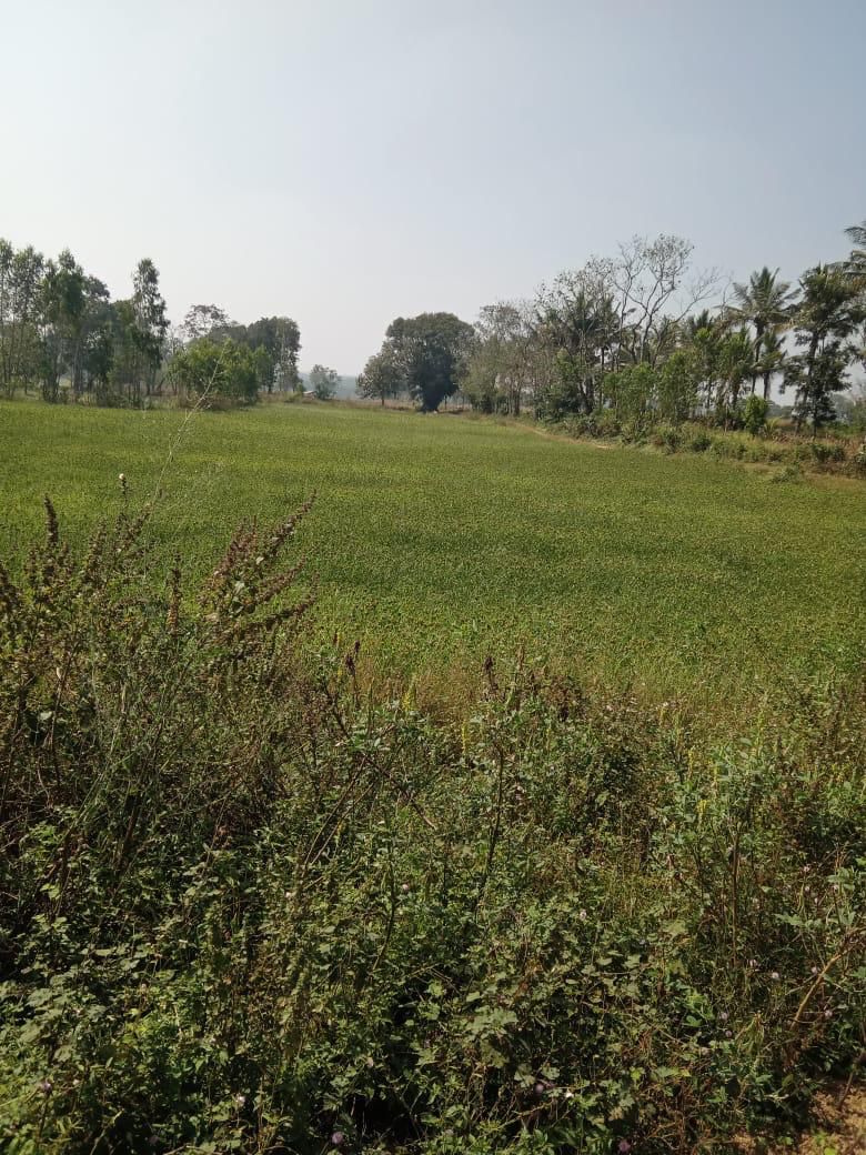 56 gunta agriculture land for sale in Hassan